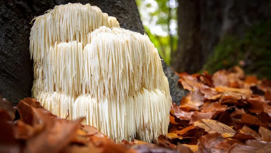 Lion’s Mane (Hericium erinaceus)